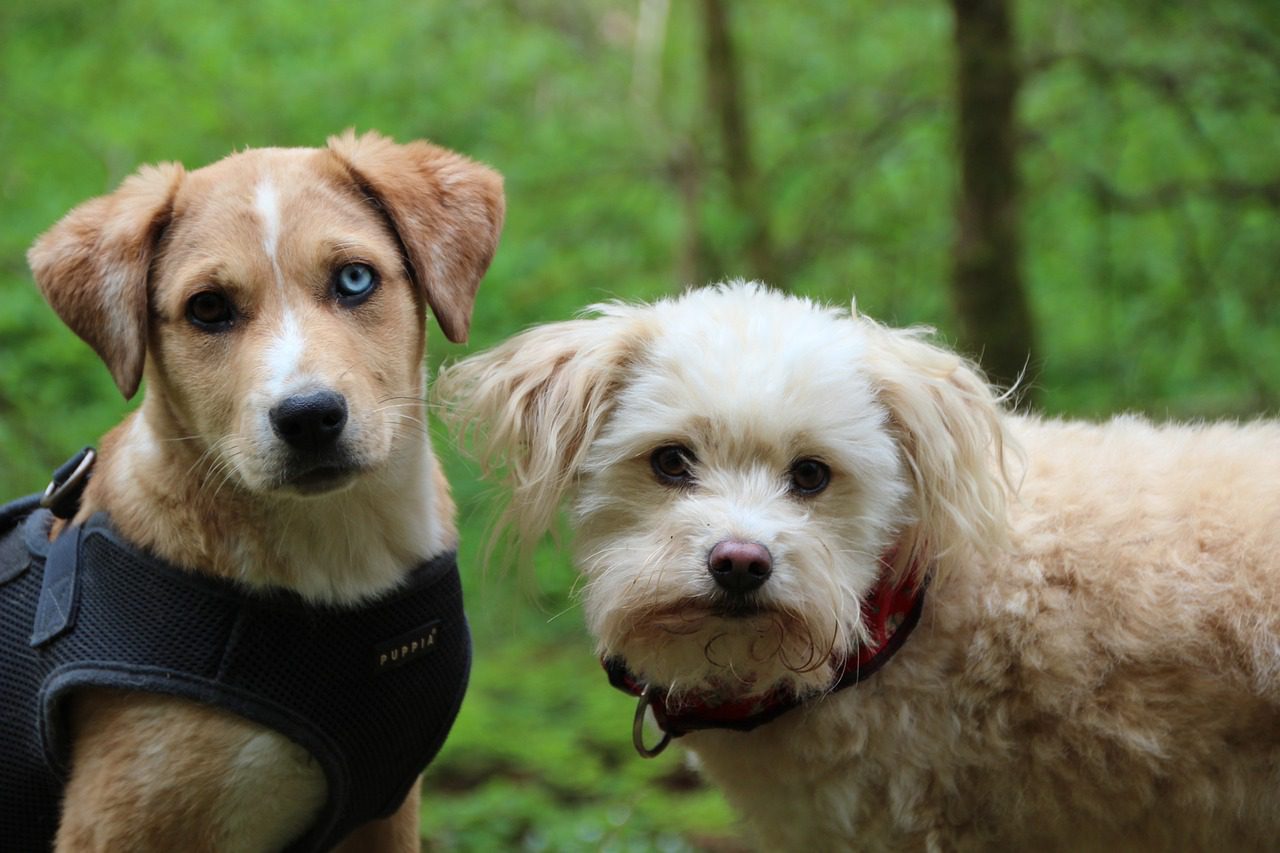 Two cute dogs looking at the camera