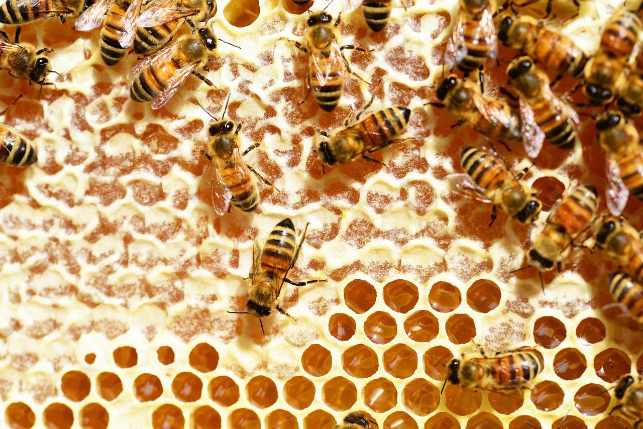 Busy bees working in a hive