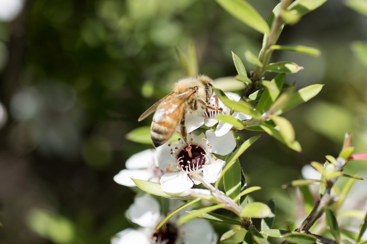 Honey Bee on the Manuka Flower