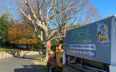 Goldstone Treeworx: Your Trusted Local Arborists for Expert Tree Services